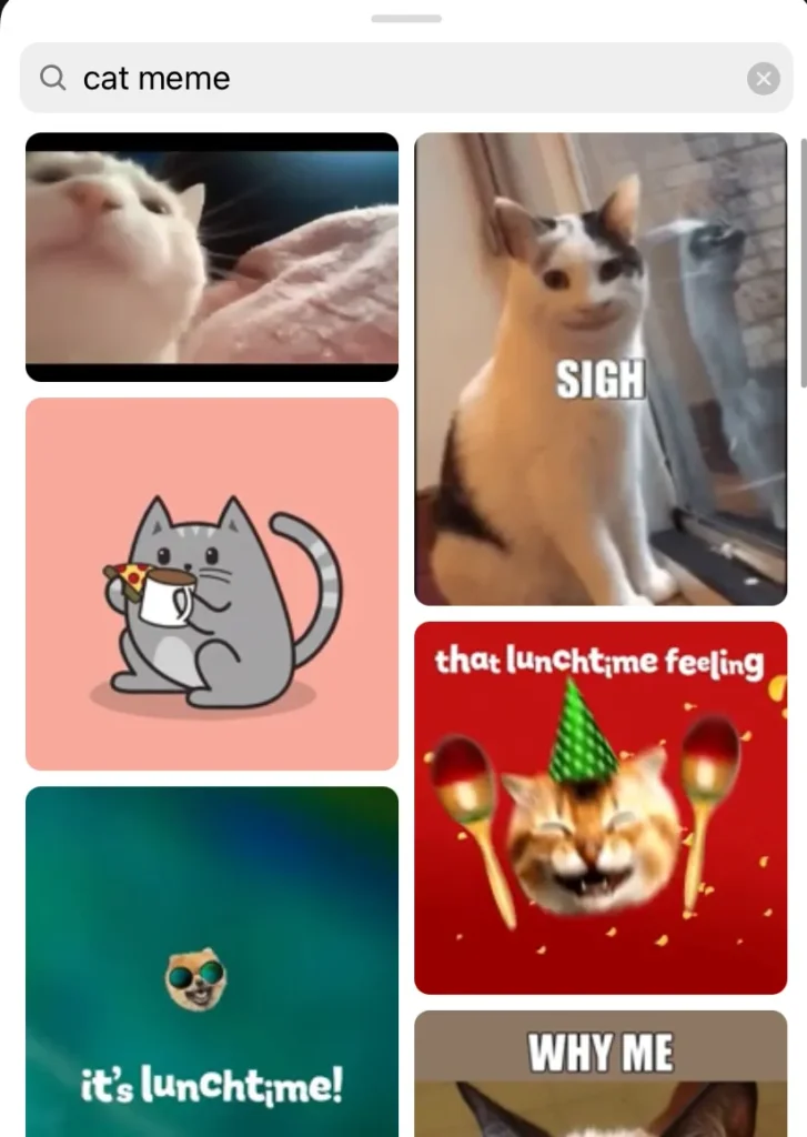 instagram cat meme gif name